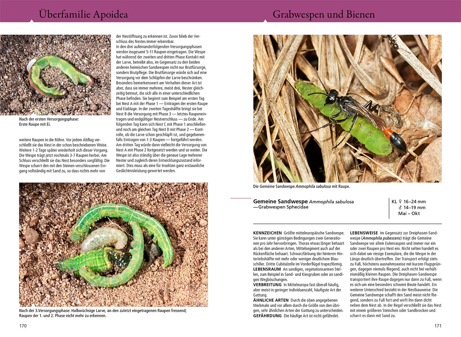 die-zauberkicker-bienen-wespen-ameisen-naturf-hrer-buch image 5