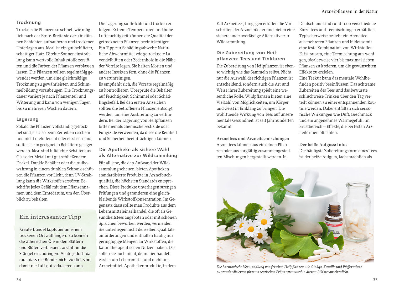 wildpflanzen-f-r-die-mentale-gesundheit-ratgeber-24-arten image 4