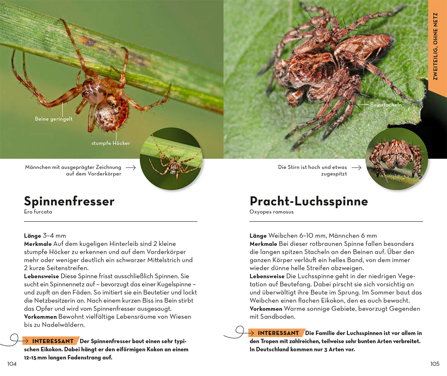 kosmos-basic-spinnen-naturf-hrer-taschenformat image 6