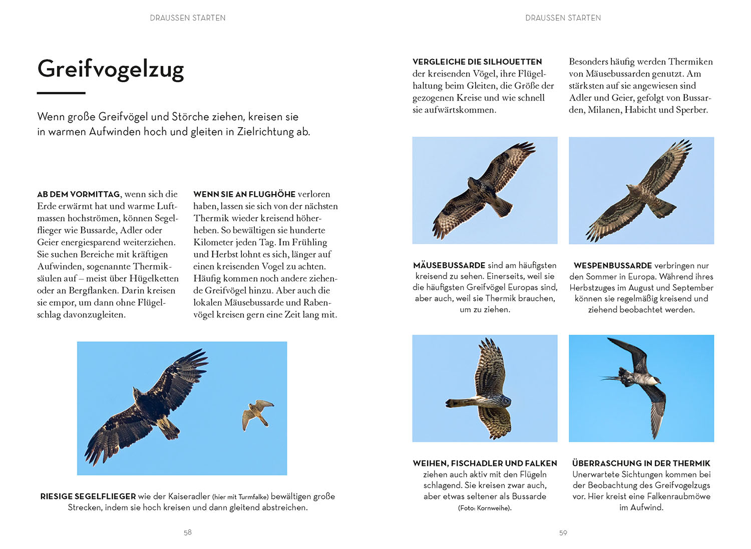 kosmos-v-gel-beobachten-praxisbuch-birding-einsteiger image 5