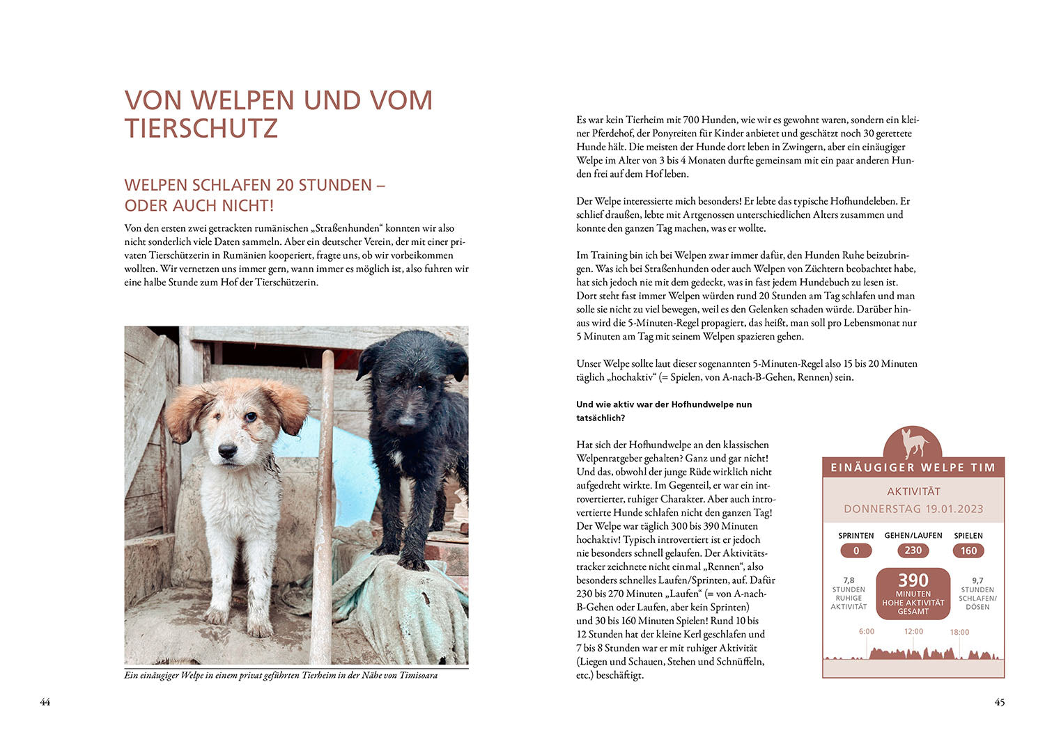 kosmos-die-geheime-welt-der-stra-enhunde-hunderatgeber-buch image 4