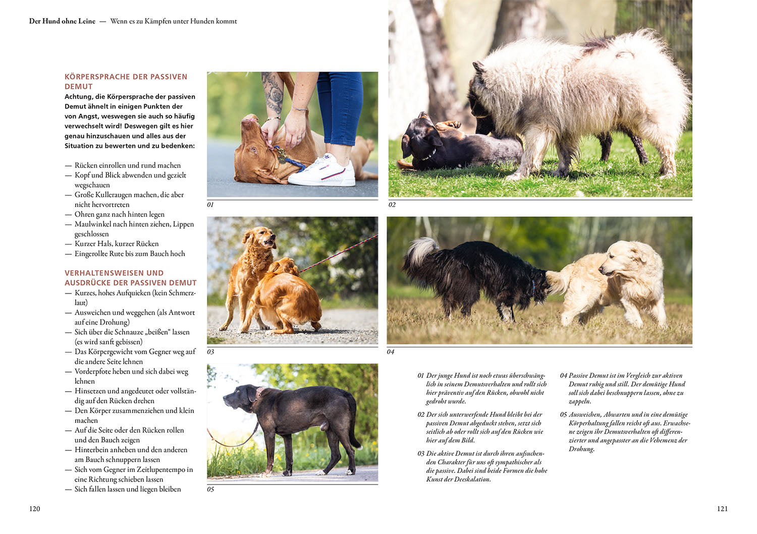 kosmos-hunde-lesen-lernen-buch-maren-grote-ratgeber image 5