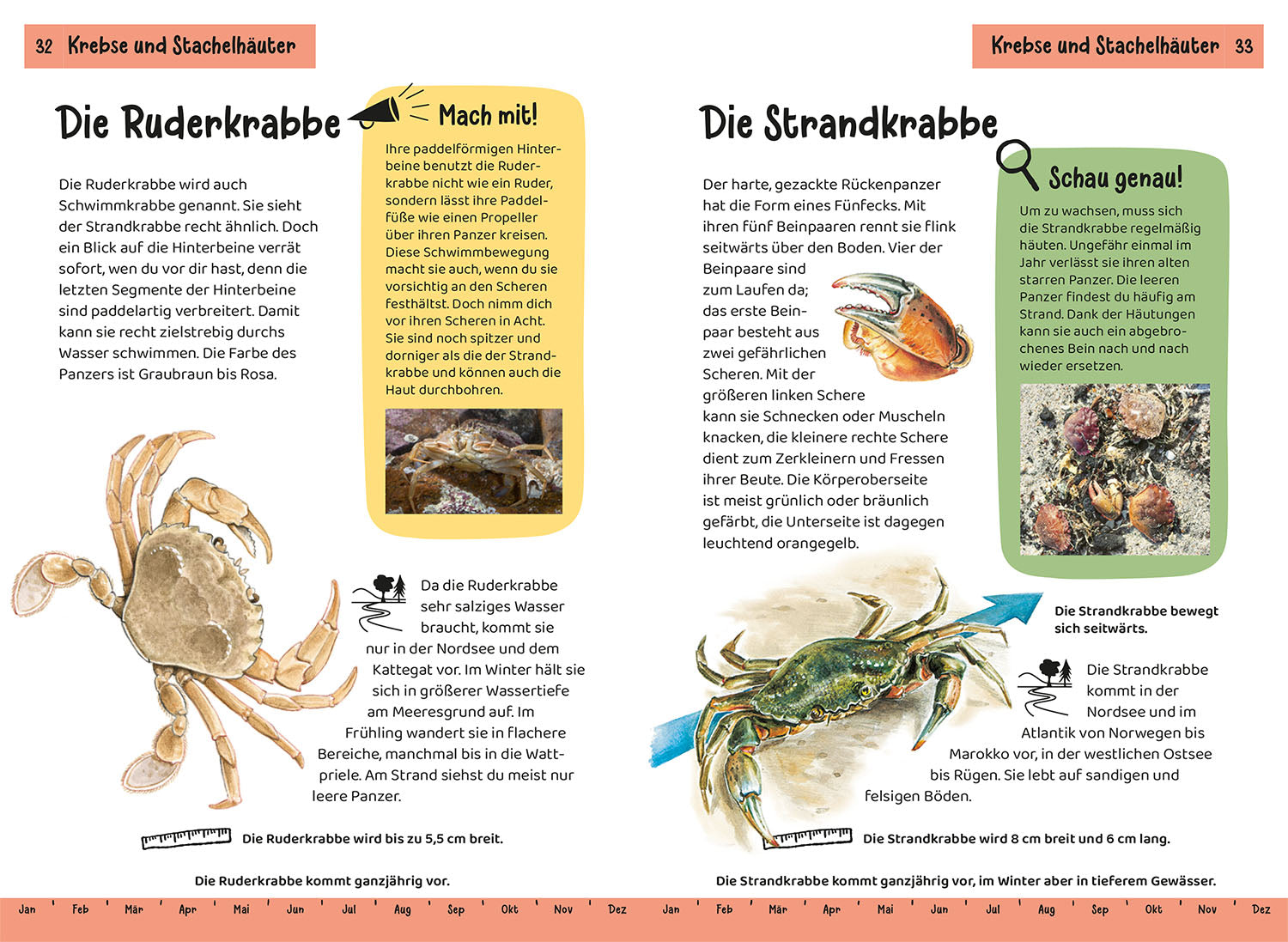 kosmos-kindernaturf-hrer-strand-und-k-ste-buch-85-arten image 4