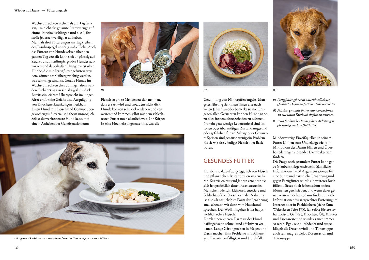 kosmos-hunde-lesen-lernen-buch-maren-grote-ratgeber image 6