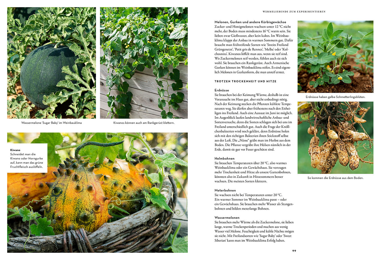 kosmos-trockenhelden-im-gem-sebeet-gartenbuch-trockenheit image 6