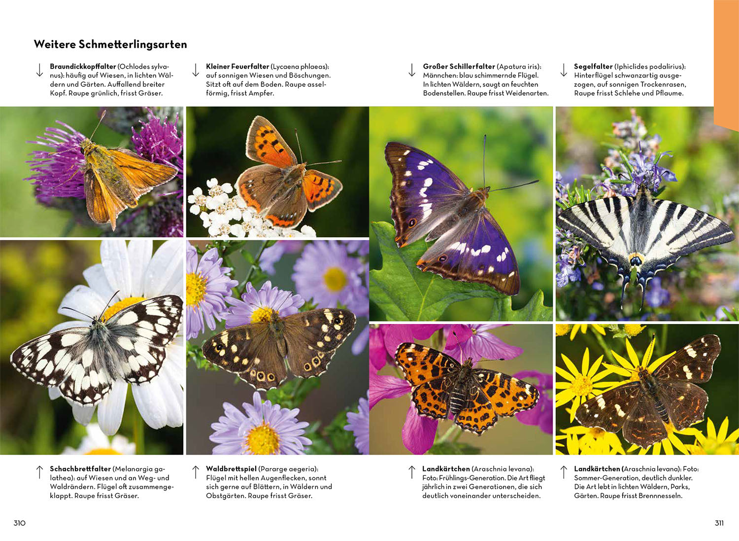 kosmos-tiere-und-pflanzen-deiner-heimat-naturf-hrer-500-arten-2 image 6