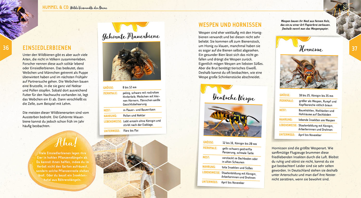 kosmos-ein-jahr-mit-den-bienen-ratgeber-mit-samen image 5
