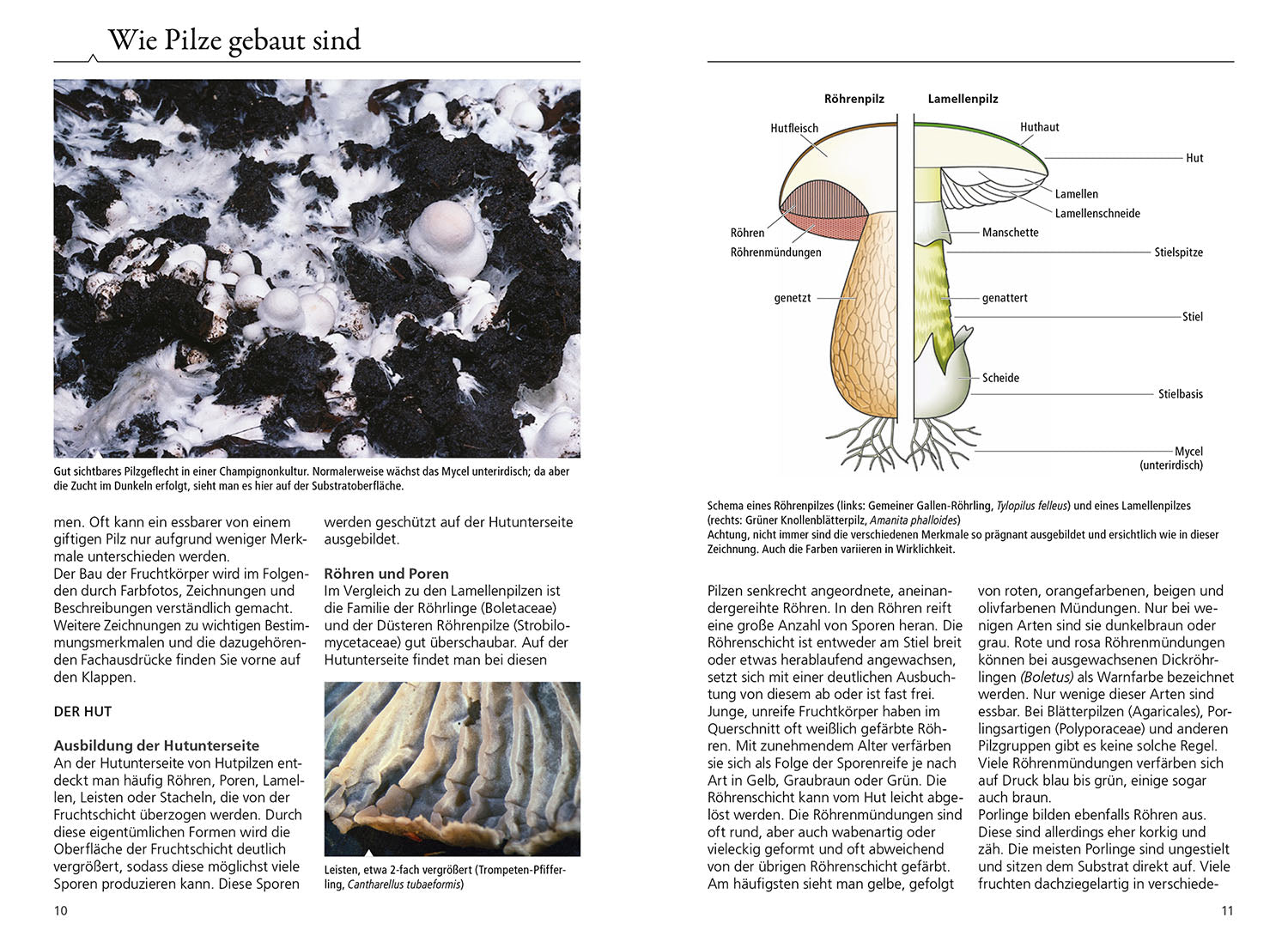 kosmos-welcher-pilz-ist-das-pilzbuch-bestimmungsschl-ssel-farbfotos image 3