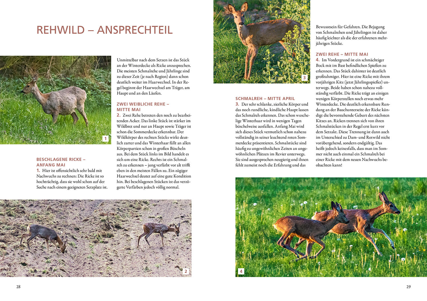 kosmos-die-altersansprache-des-schalenwilds-ratgeber-jagd image 4