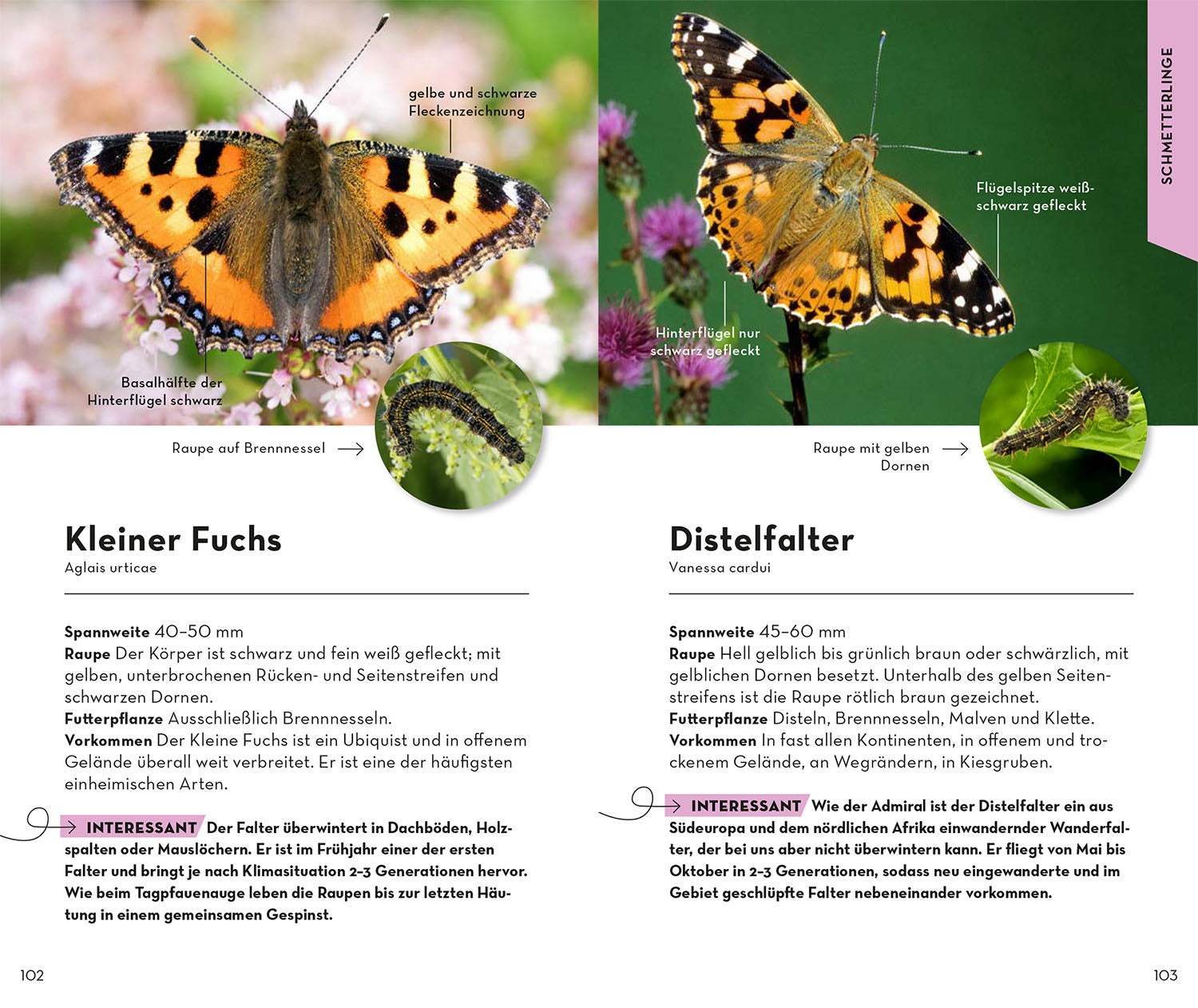 kosmos-basic-insekten-naturf-hrer-100-arten-bestimmen image 6