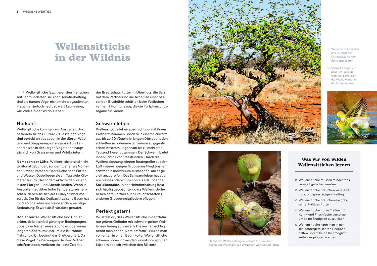 kosmos-wellensittiche-ratgeber-buch-haltung-f-tterung-voliere image 3