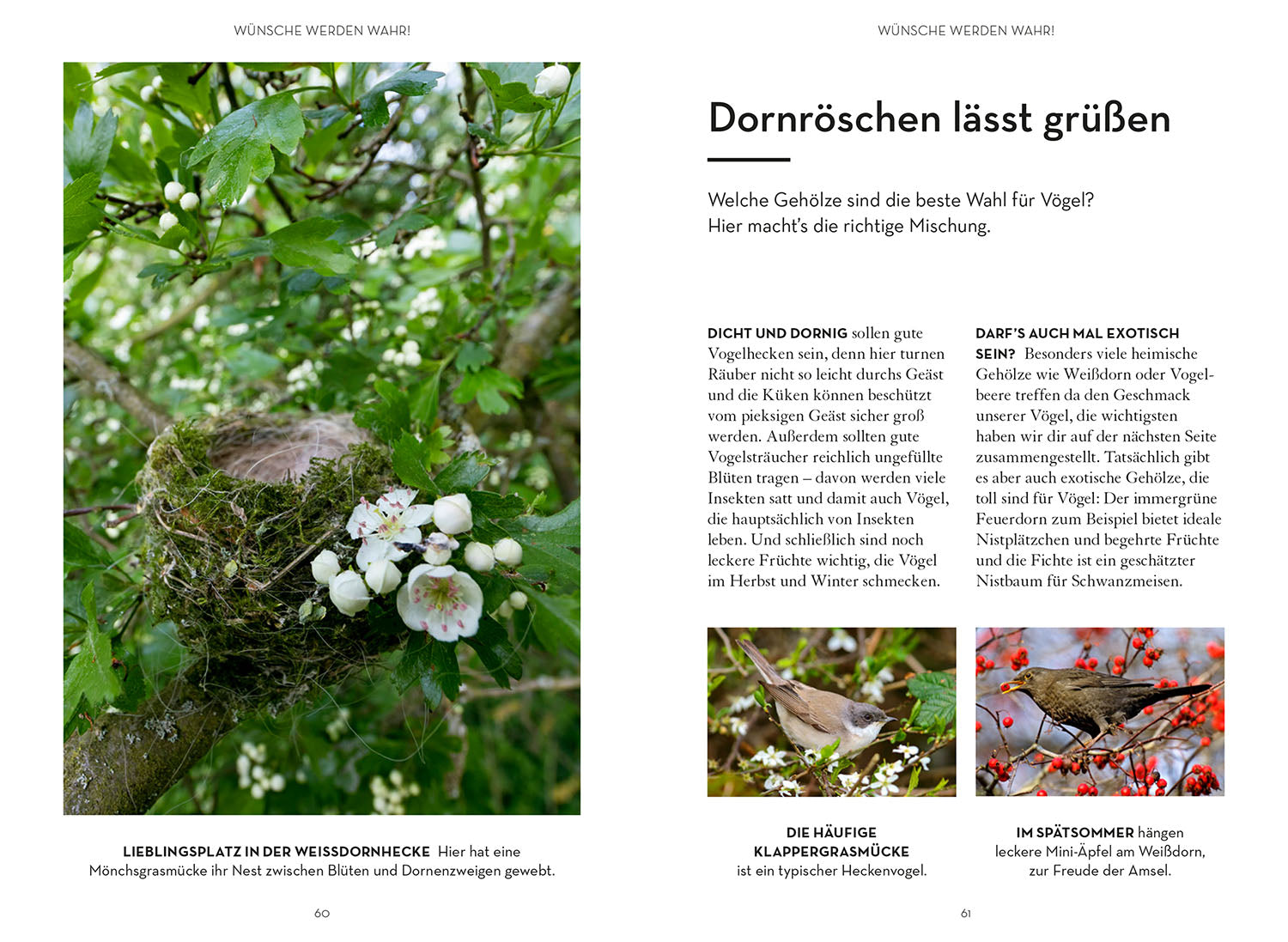 die-zauberkicker-mach-was-f-r-v-gel-buch-nistk-sten-garten image 6