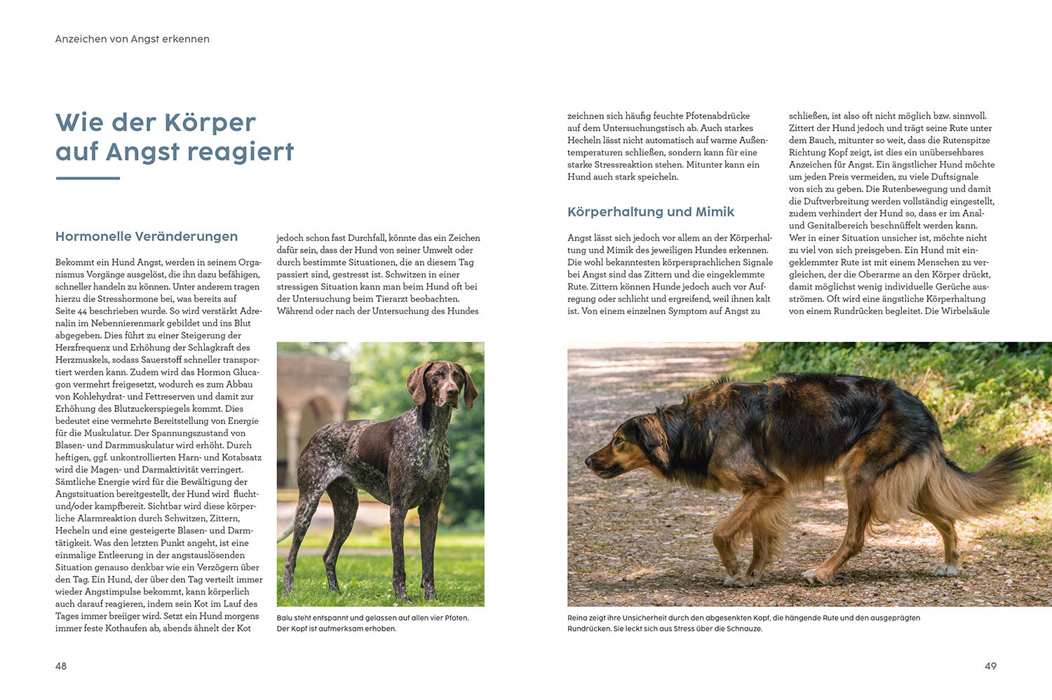 kosmos-angst-bei-hunden-mit-martin-r-tter-hunde-ratgeber image 3