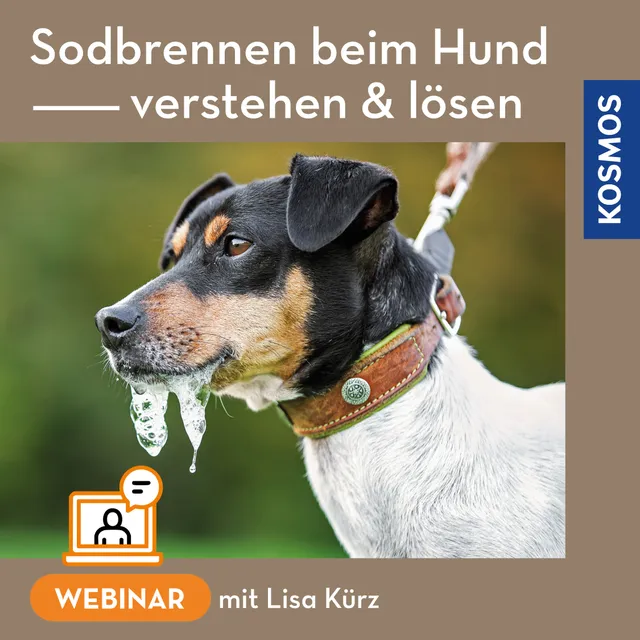 sodbrennen-beim-hund-webinar-live-webinar-ern-hrung-magen image 1