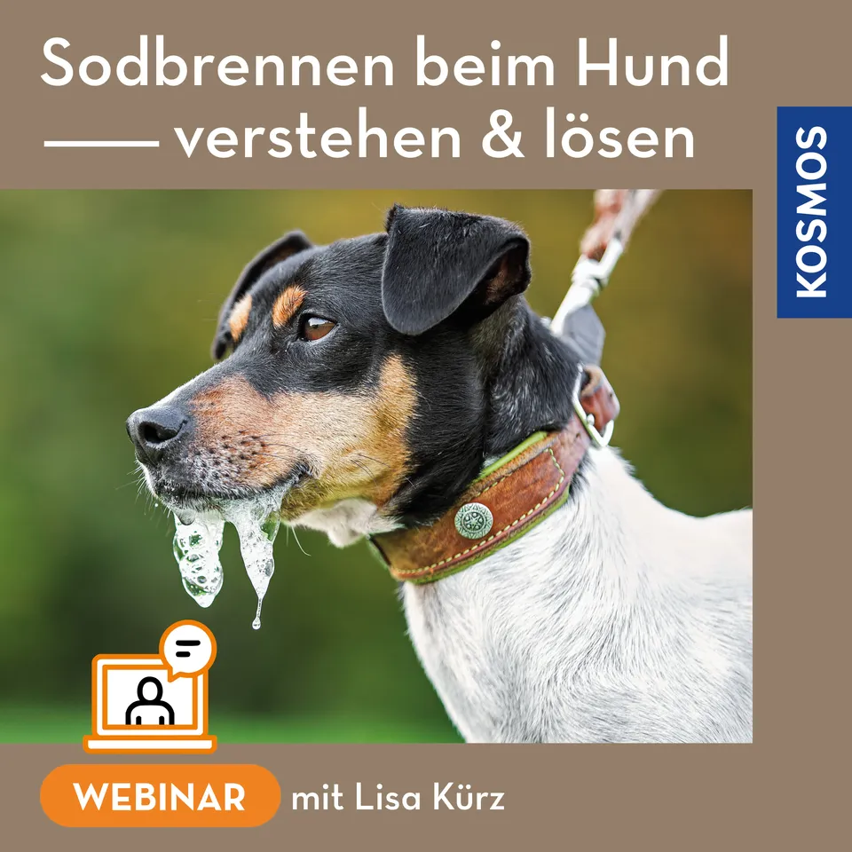 sodbrennen-hund-verstehen-webinar-live-ern-hrung-magenbalance image 1