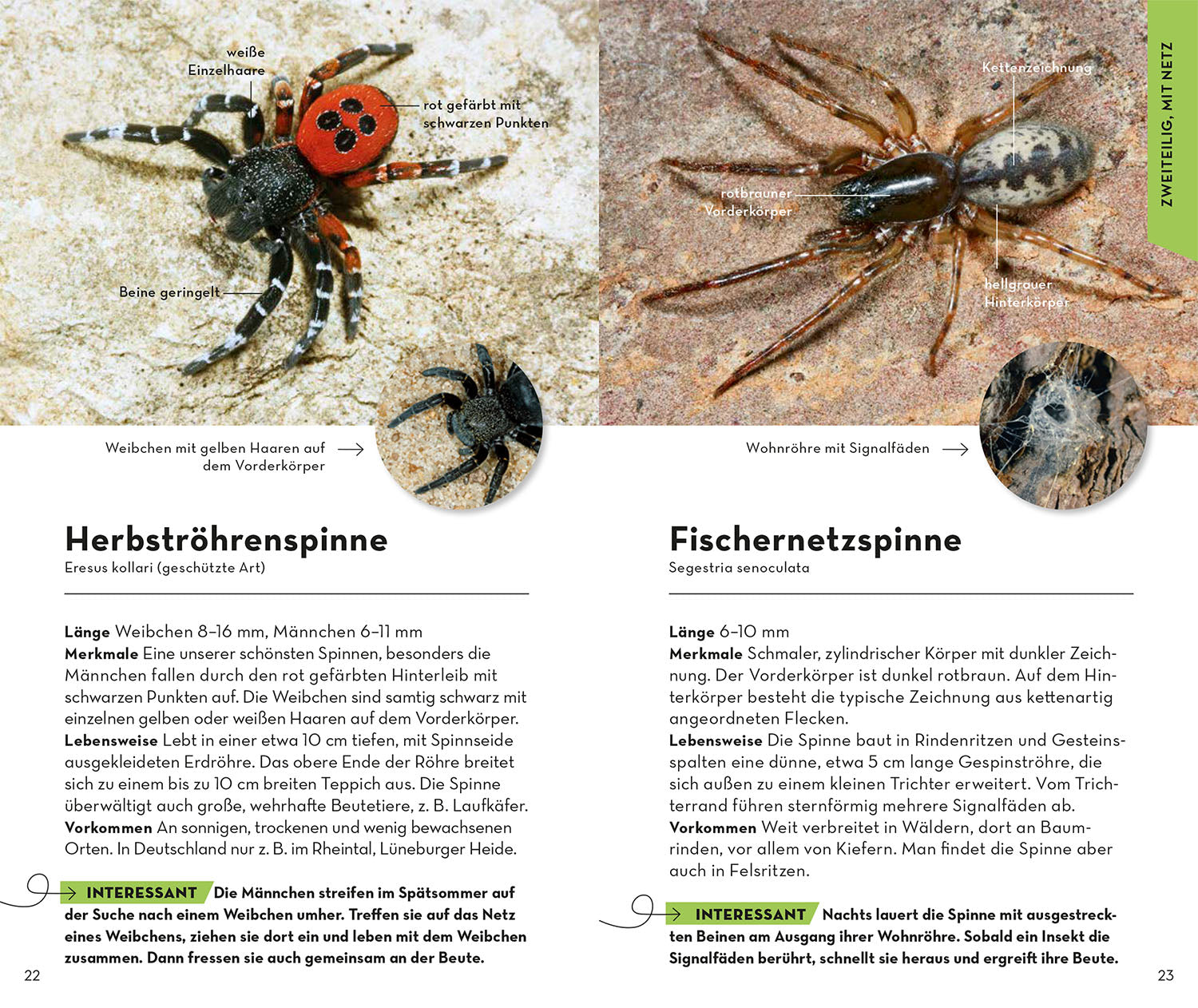 kosmos-basic-spinnen-naturf-hrer-taschenformat image 4