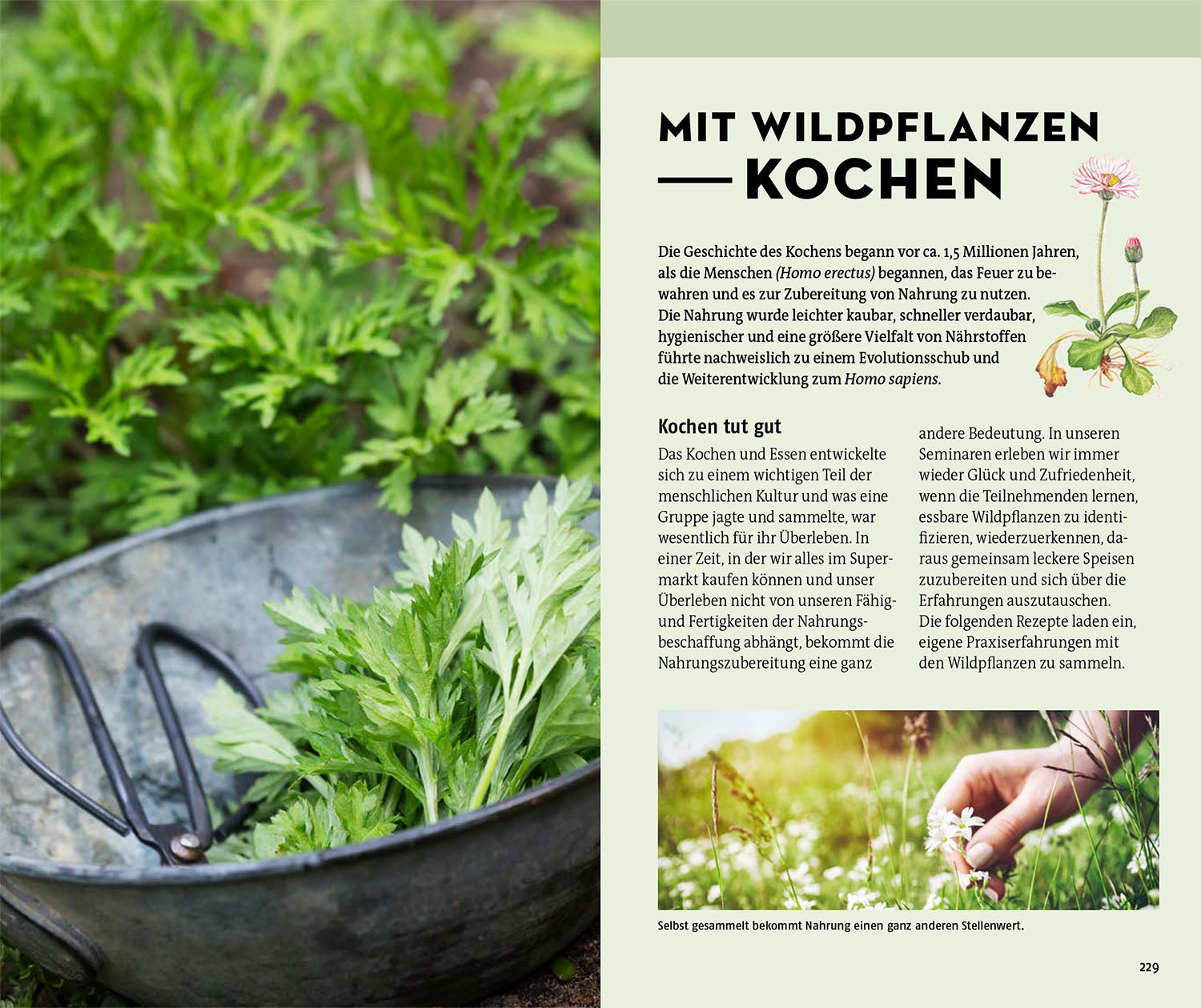 die-zauberkicker-welche-essbare-wildpflanze-ist-das-pflanzenf-hrer image 6