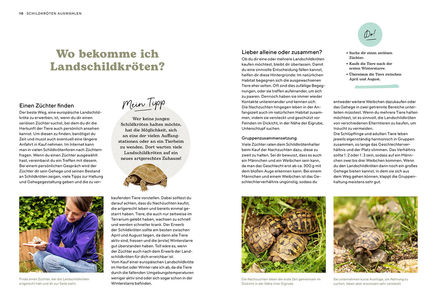 die-zauberkicker-landschildkr-ten-ratgeber-freigehege-haltung image 3