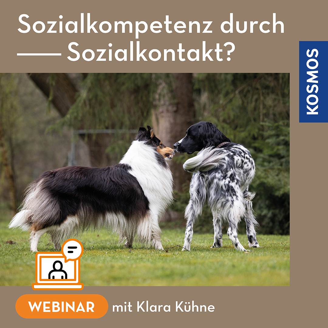 sozialkompetenz-durch-sozialkontakt-webinar-live-webinar-hund image 1