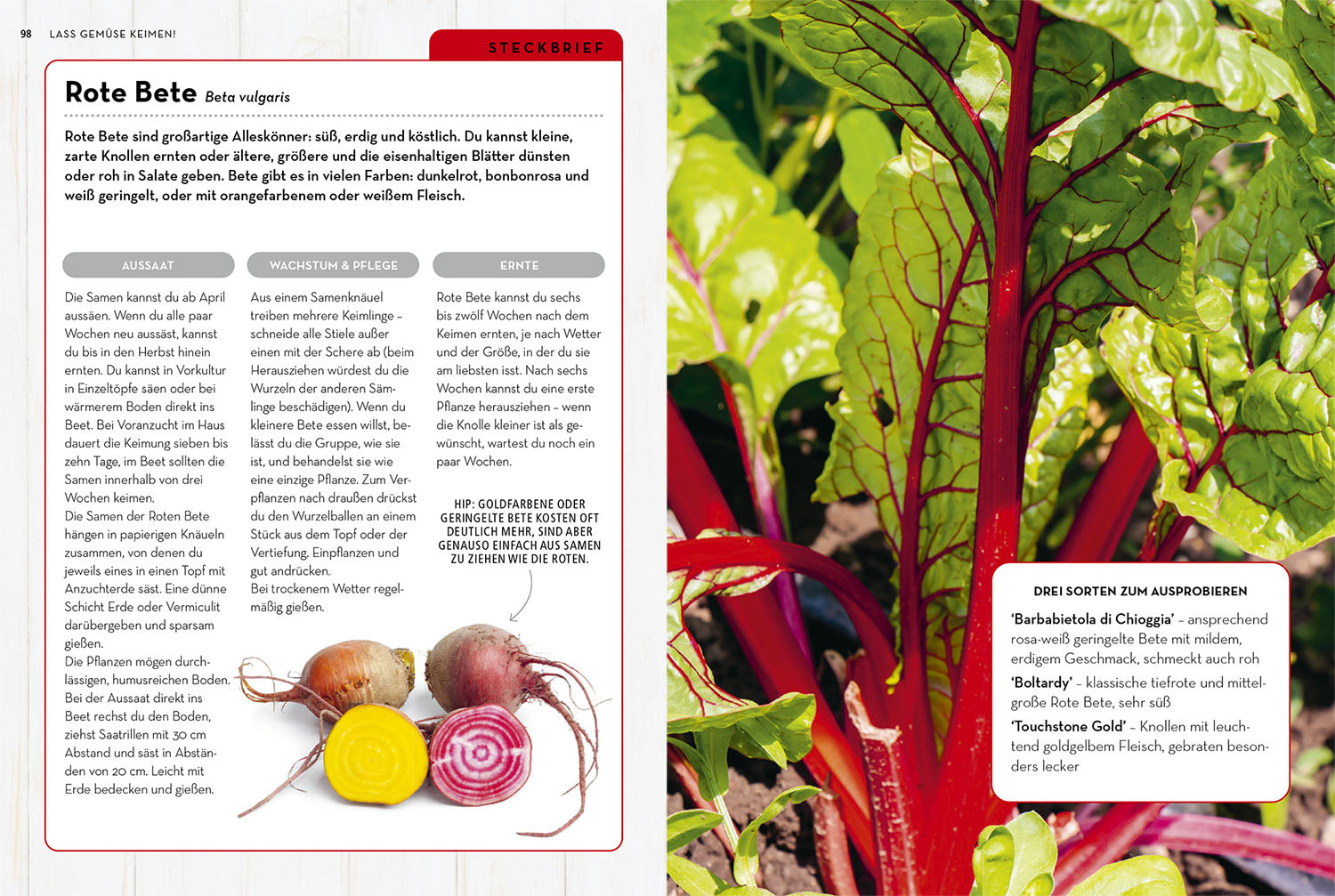 kosmos-samenwunder-gartenbuch-aussaat-blumen-gem-se-diy image 5