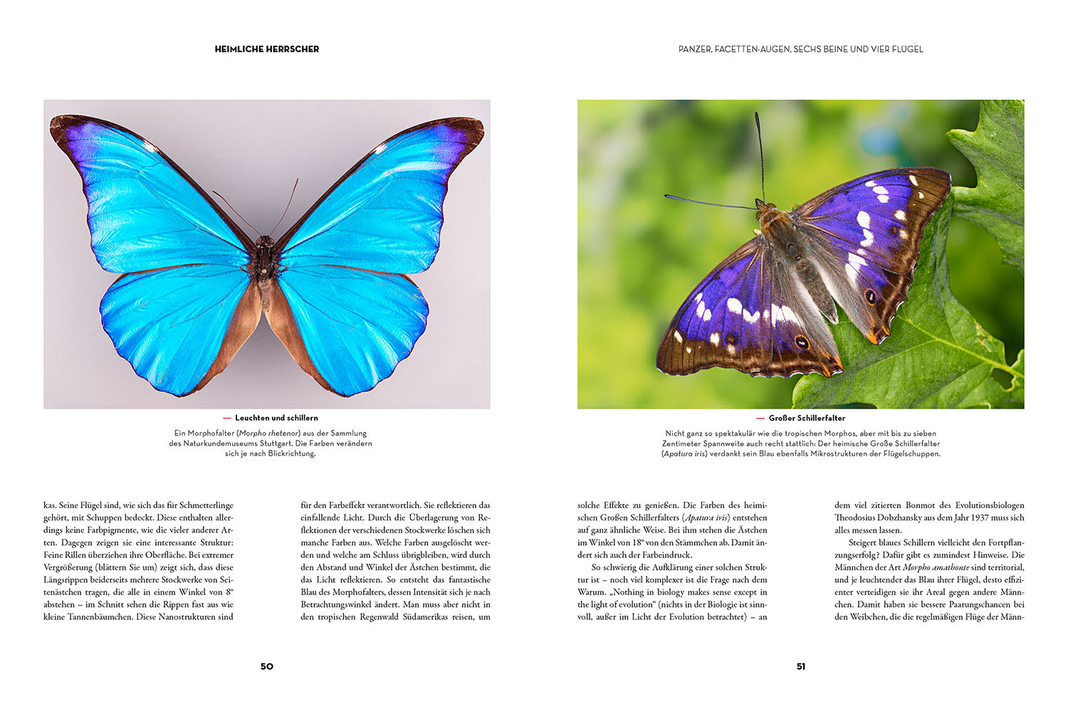 kosmos-insekten-heimliche-herrscher-buch-natur-mit-bildern image 4