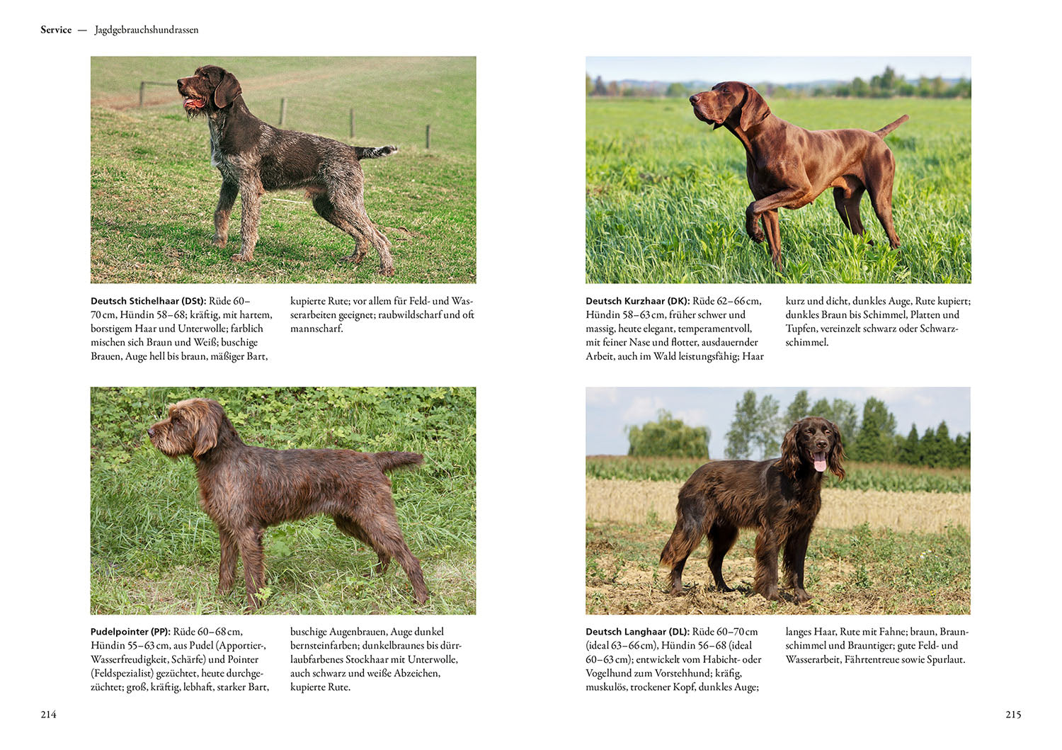 kosmos-vom-welpen-zum-jagdhelfer-ratgeber-jagdhundeausbildung image 6