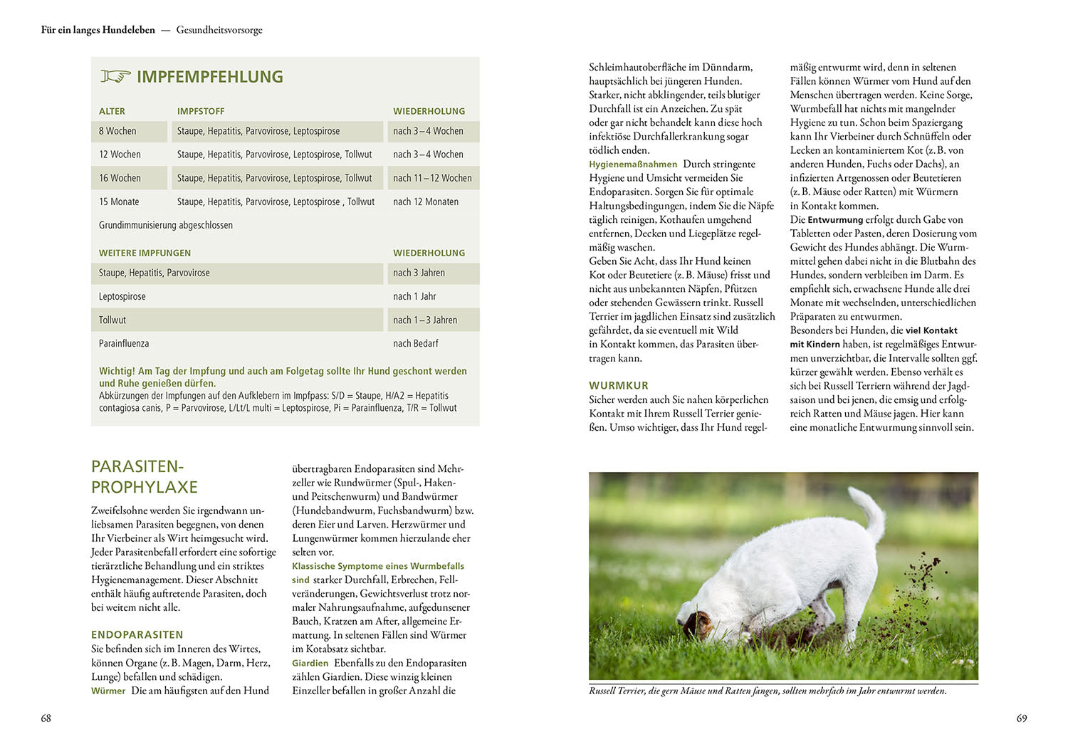 parson-und-jack-russell-terrier-ratgeber-praxiswissen-hund image 5