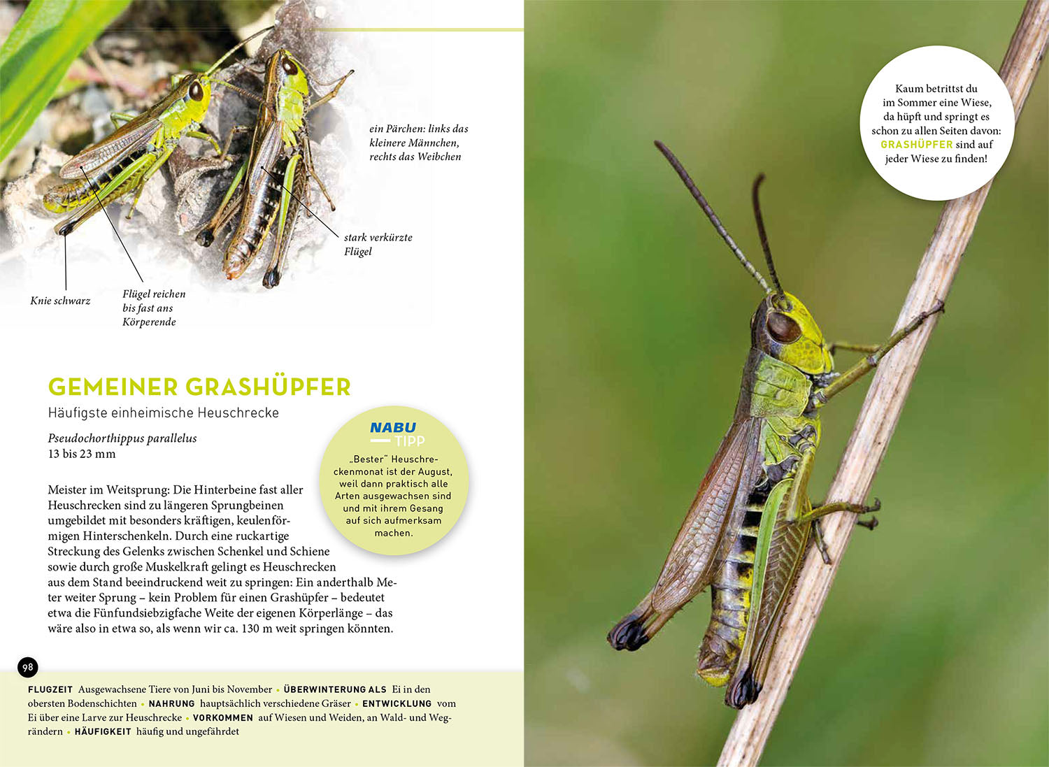 kosmos-wer-summt-denn-hier-insekten-bestimmungsbuch image 6