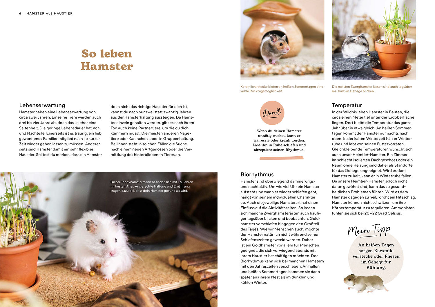 kosmos-hamster-ratgeber-haltung-gehege-ersttierhalter image 3
