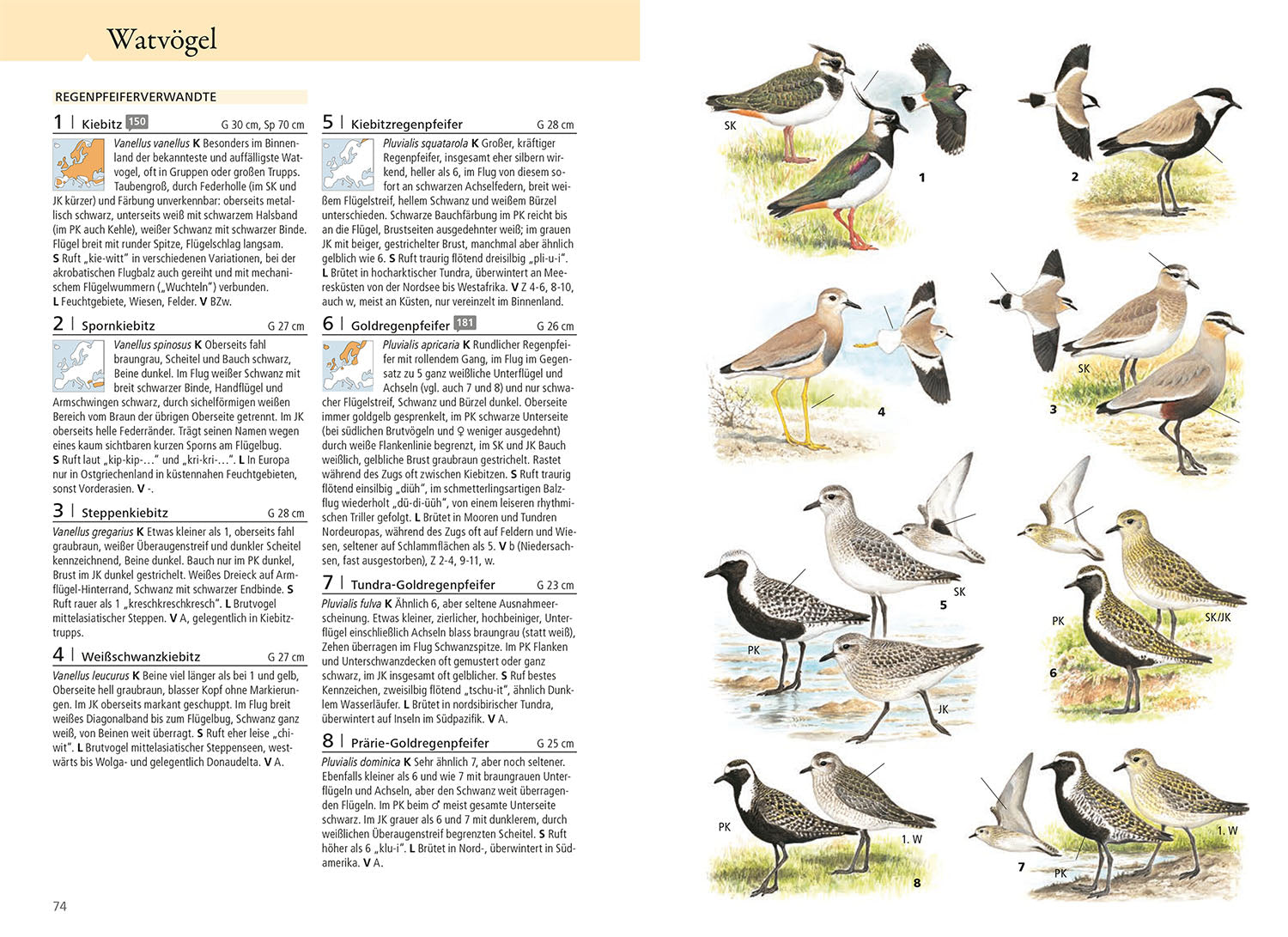 was-fliegt-denn-da-das-original-vogelbuch-bestimmung image 4