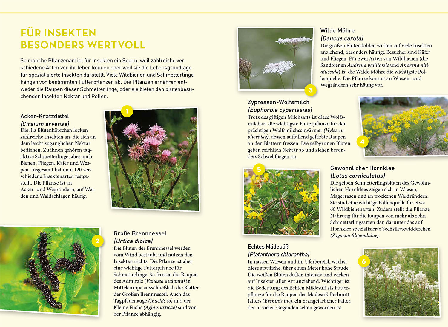 kosmos-lieblingsblumen-naturf-hrer-40-wildblumen-familie image 5