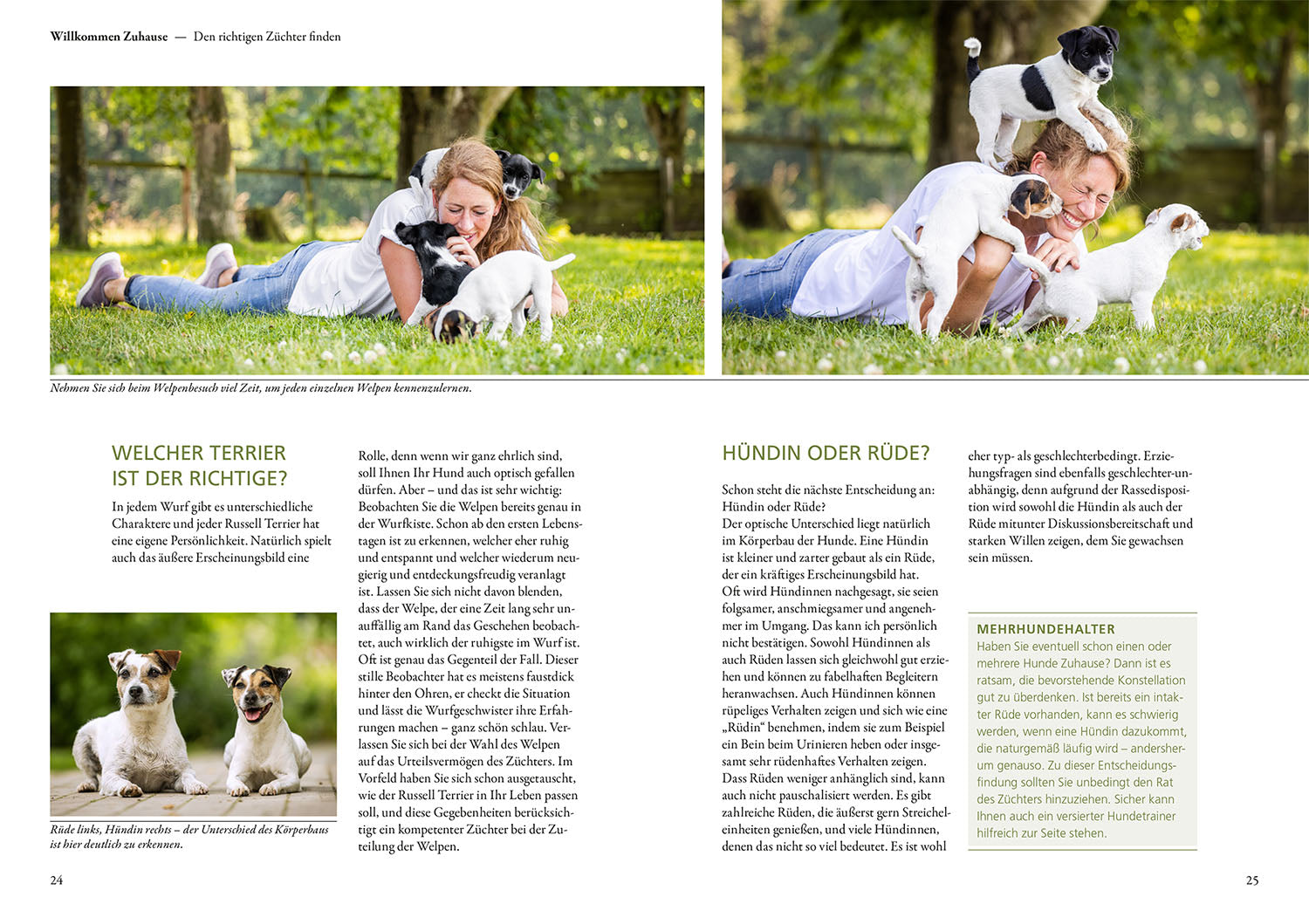 parson-und-jack-russell-terrier-ratgeber-praxiswissen-hund image 4