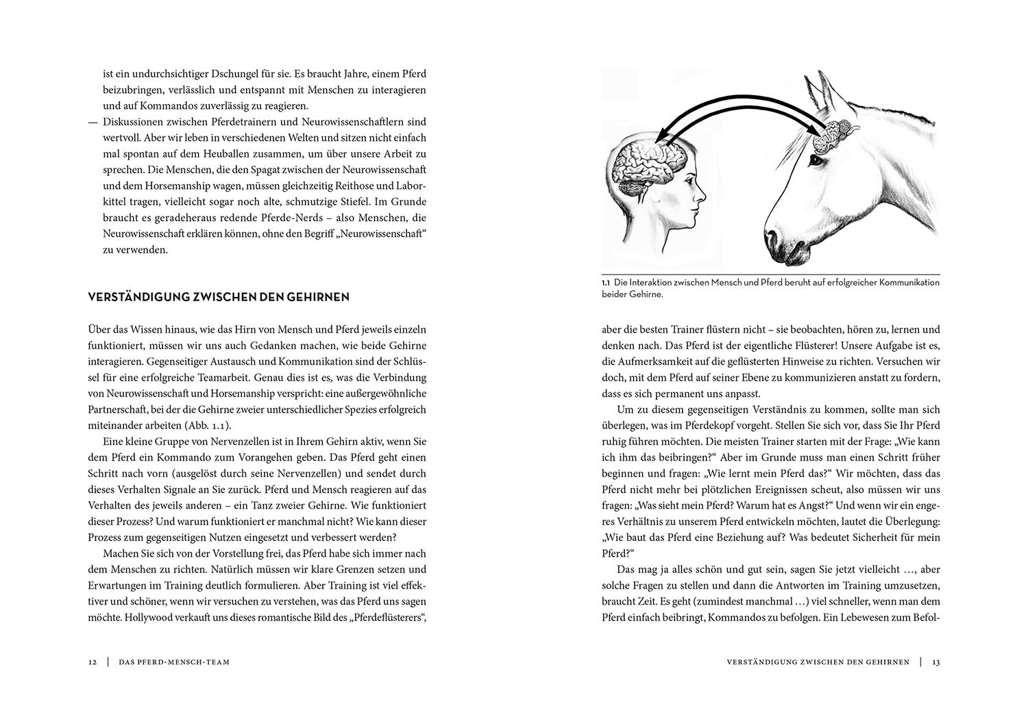die-zauberkicker-horse-brain-human-brain-buch-pferdegehirn image 3