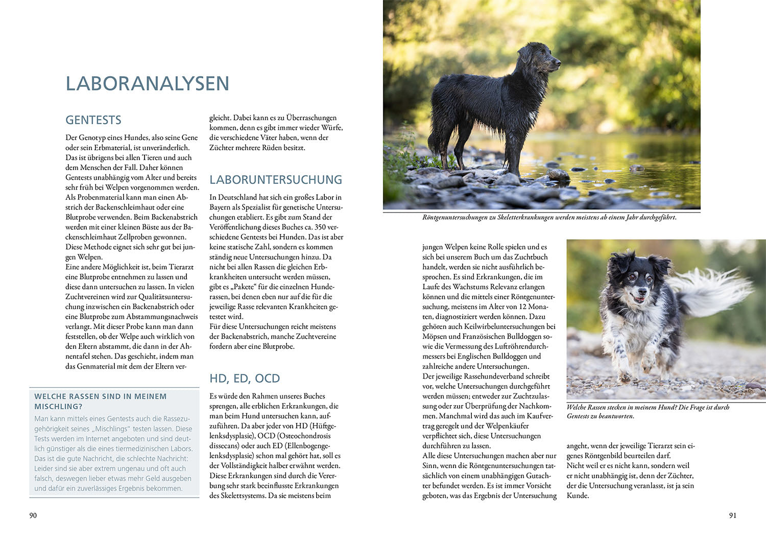 die-zauberkicker-das-zuchtbuch-ratgeber-hundezucht-welpen image 5