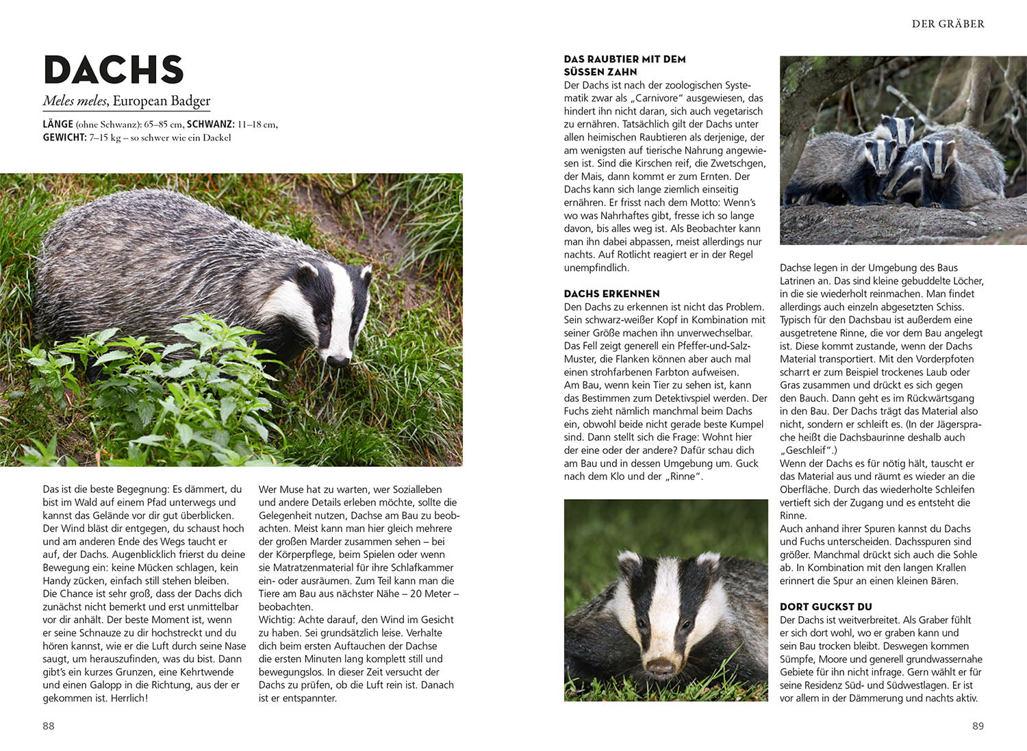 kosmos-die-siehst-du-naturf-hrer-s-ugetiere-buch image 5