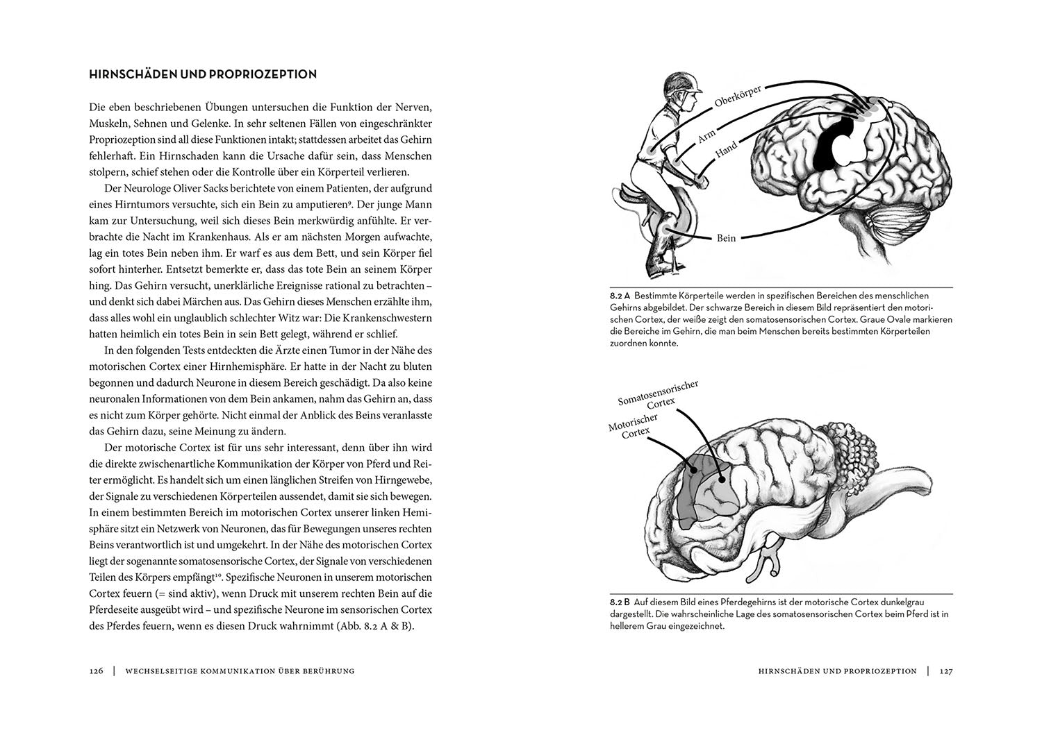 die-zauberkicker-horse-brain-human-brain-buch-pferdegehirn image 5