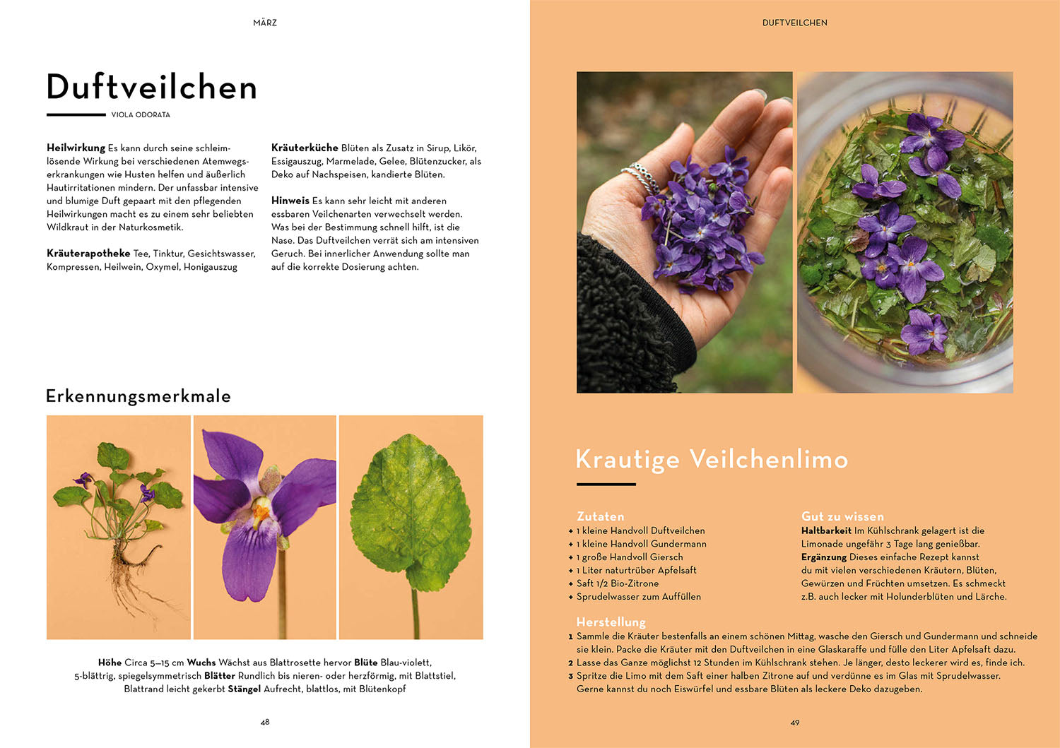 wild-durchs-jahr-isabel-fischer-wildkr-uter-buch-rezepte image 4
