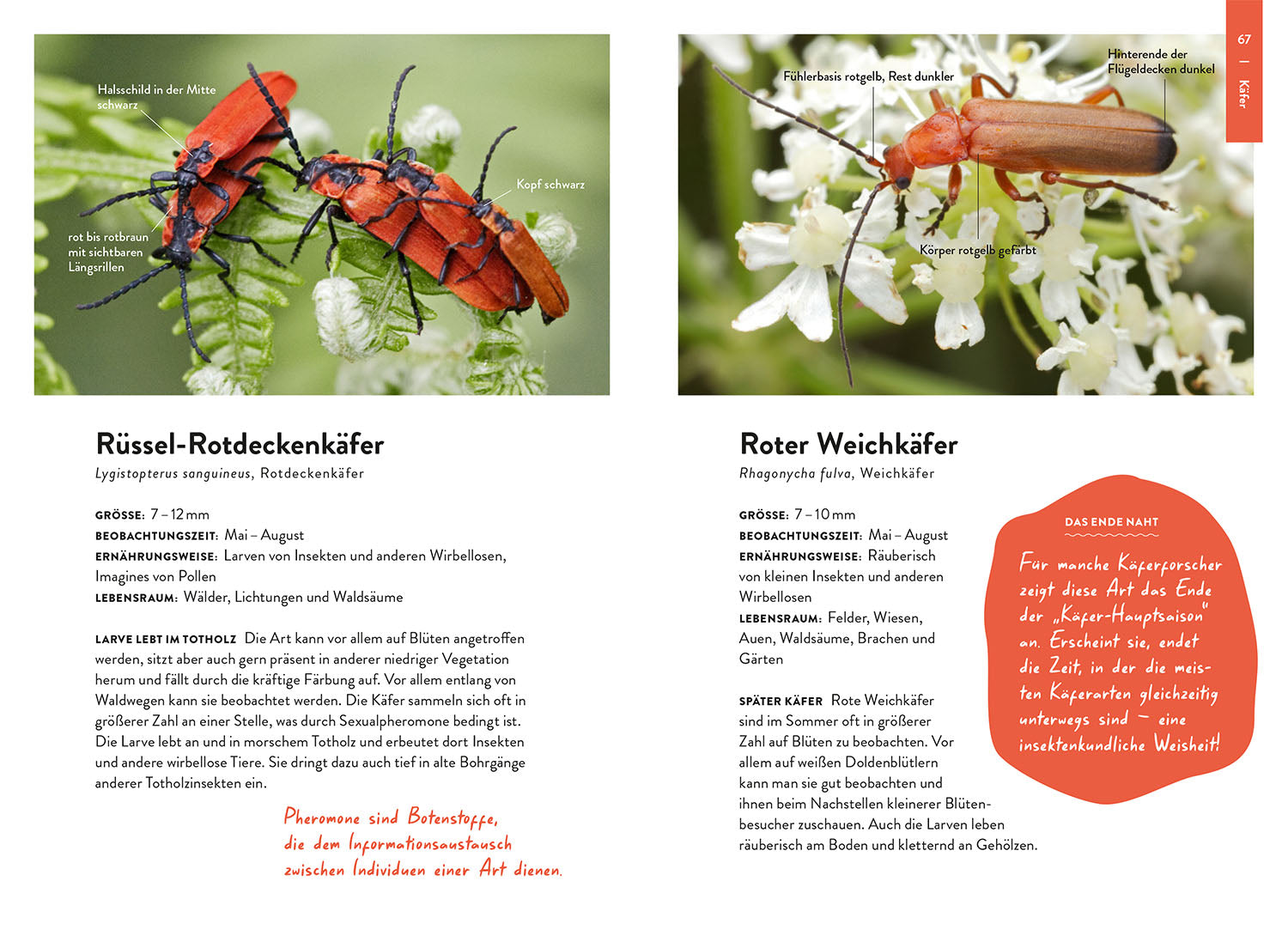kosmos-nature-guide-insekten-bestimmungsbuch-einsteiger-arten image 4