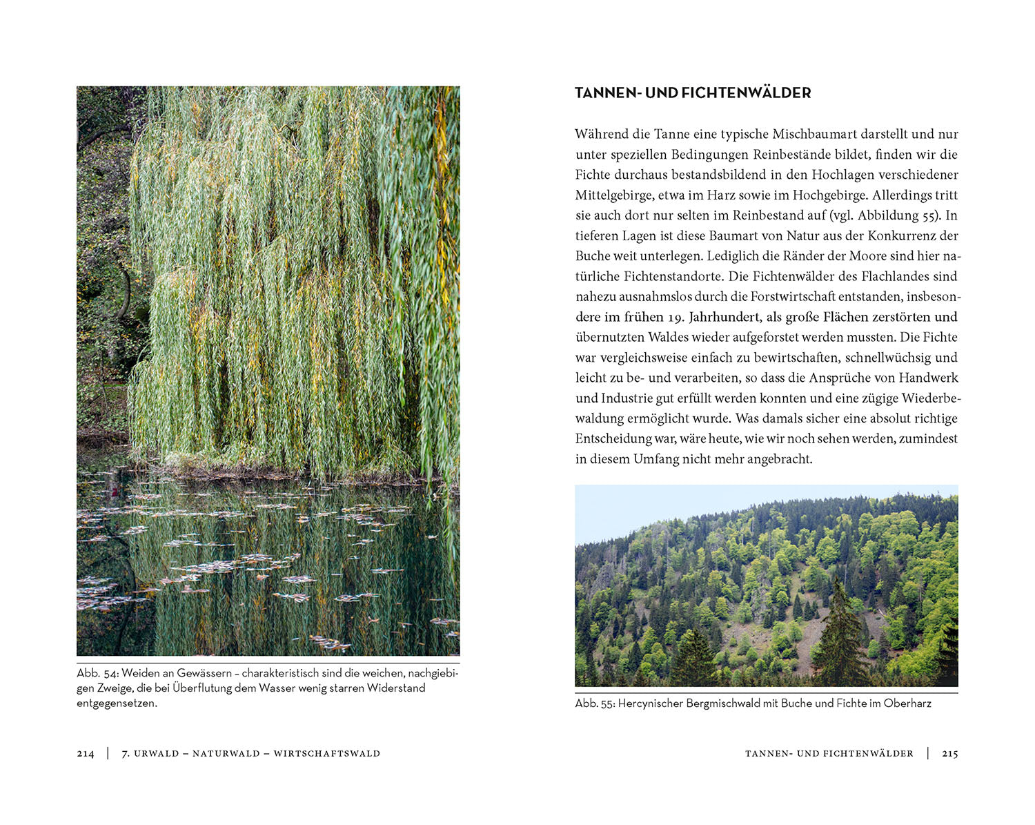 kosmos-die-sache-mit-dem-wald-buch-waldschutz-nachhaltigkeit image 6