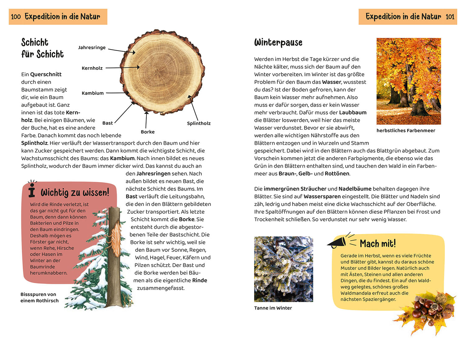 kosmos-welcher-baum-ist-das-kindernaturf-hrer-ab-6 image 7