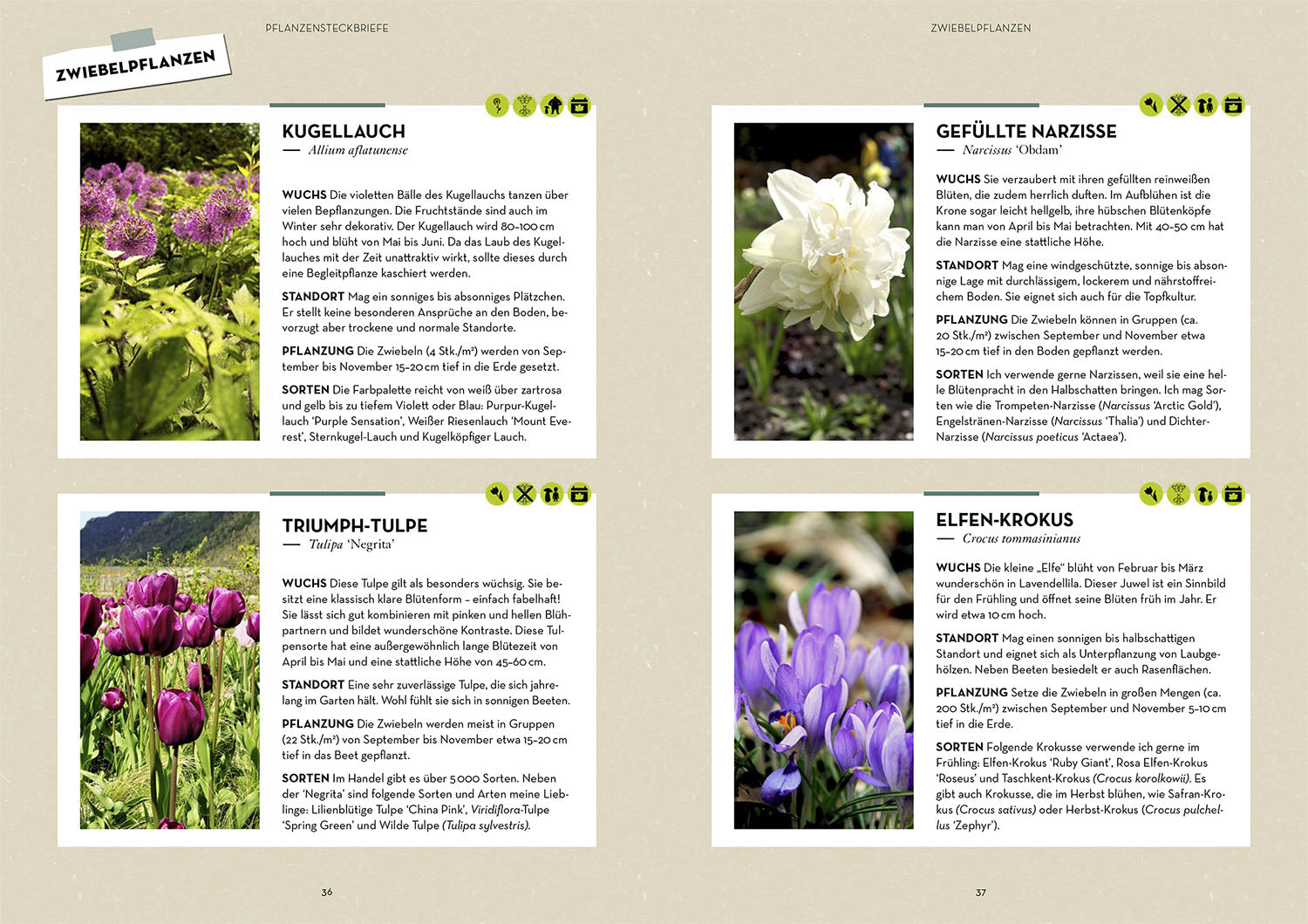kosmos-blumenbeete-ziergarten-ratgeber-musterbeete-buch image 4