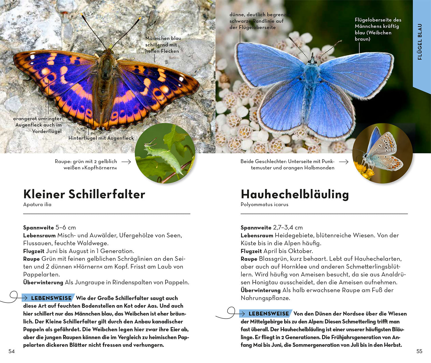 kosmos-basic-schmetterlinge-buch-naturf-hrer-100-arten image 5