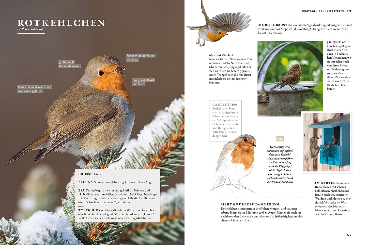 kosmos-das-buch-der-gartenv-gel-sachbuch-ber-100-arten-familie image 4