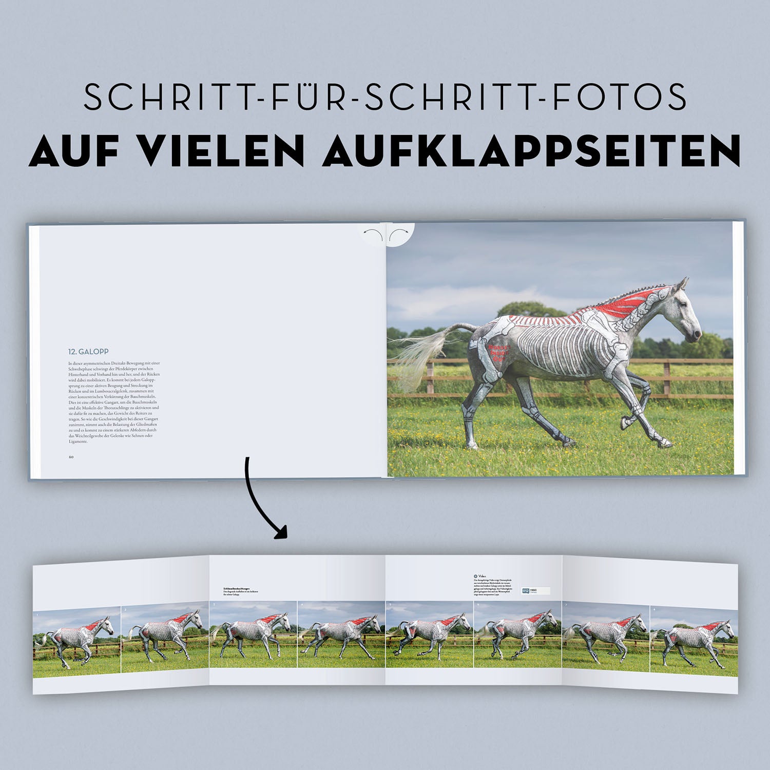 kosmos-anatomie-in-bewegung-pferdebuch-biomechanik-gangarten image 7