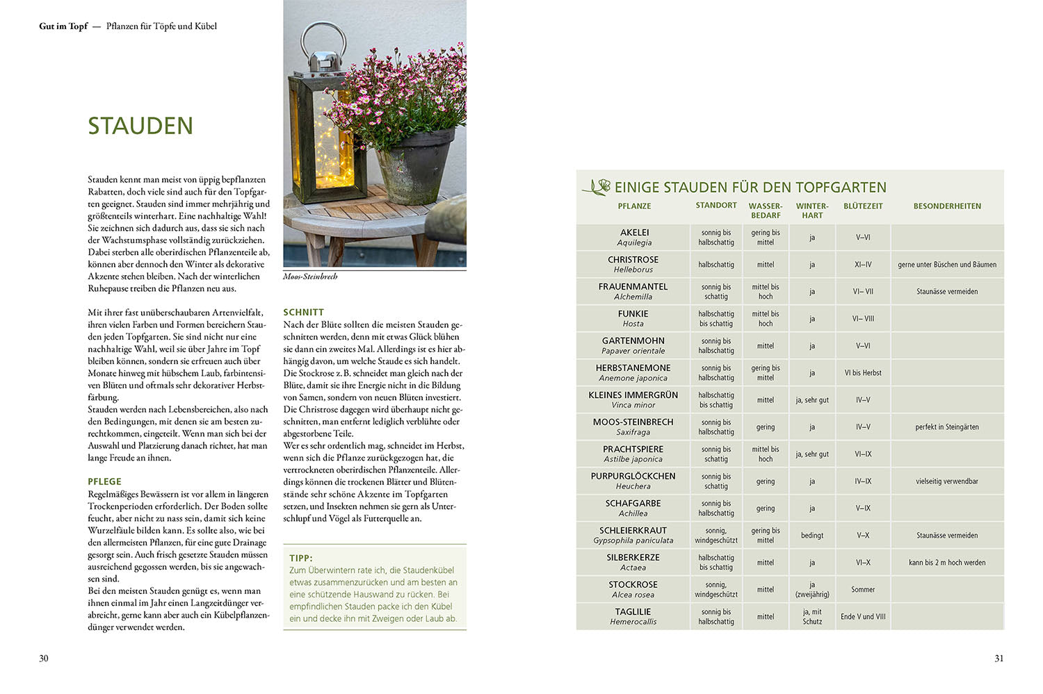 kosmos-mein-wunderbarer-topfgarten-buch-k-bel-einsteiger image 3