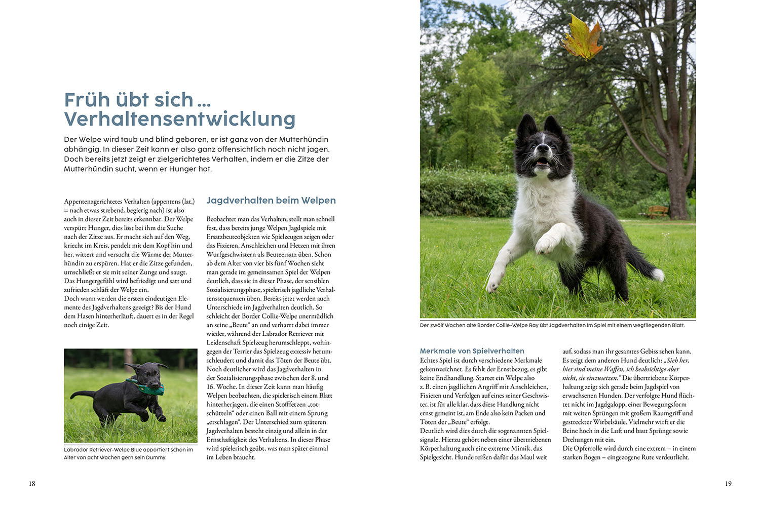 kosmos-jagdverhalten-bei-hunden-martin-r-tter-buch image 3