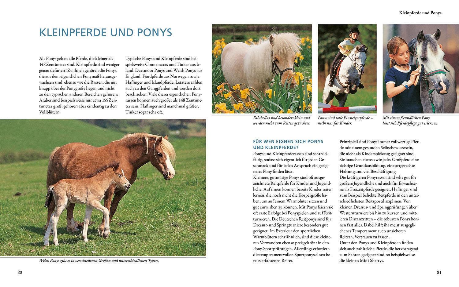 kosmos-pferderassen-buch-hannoveraner-andalusier-pony image 5