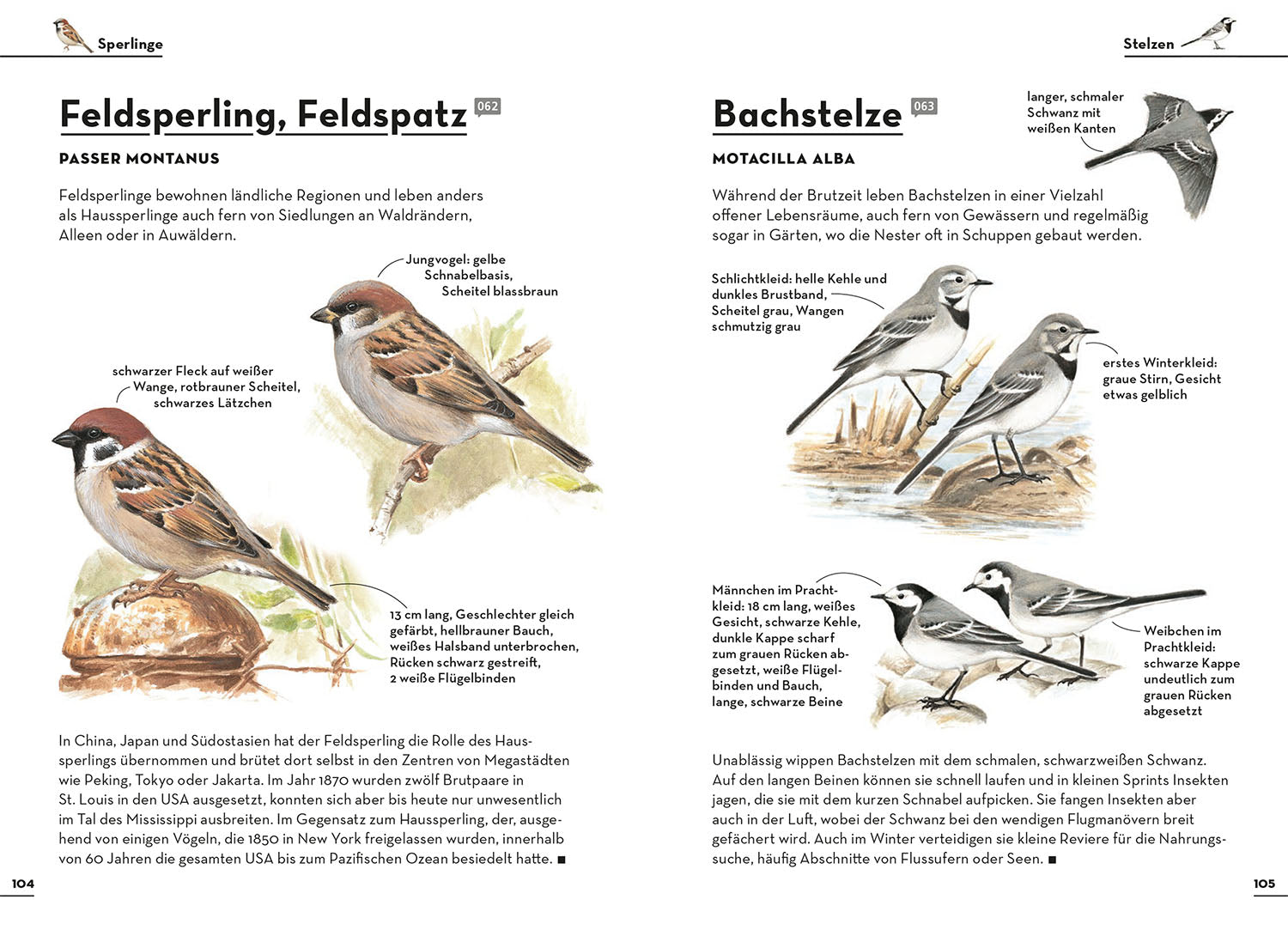 kosmos-einfach-gartenv-gel-buch-vogelf-hrer-75-arten image 6