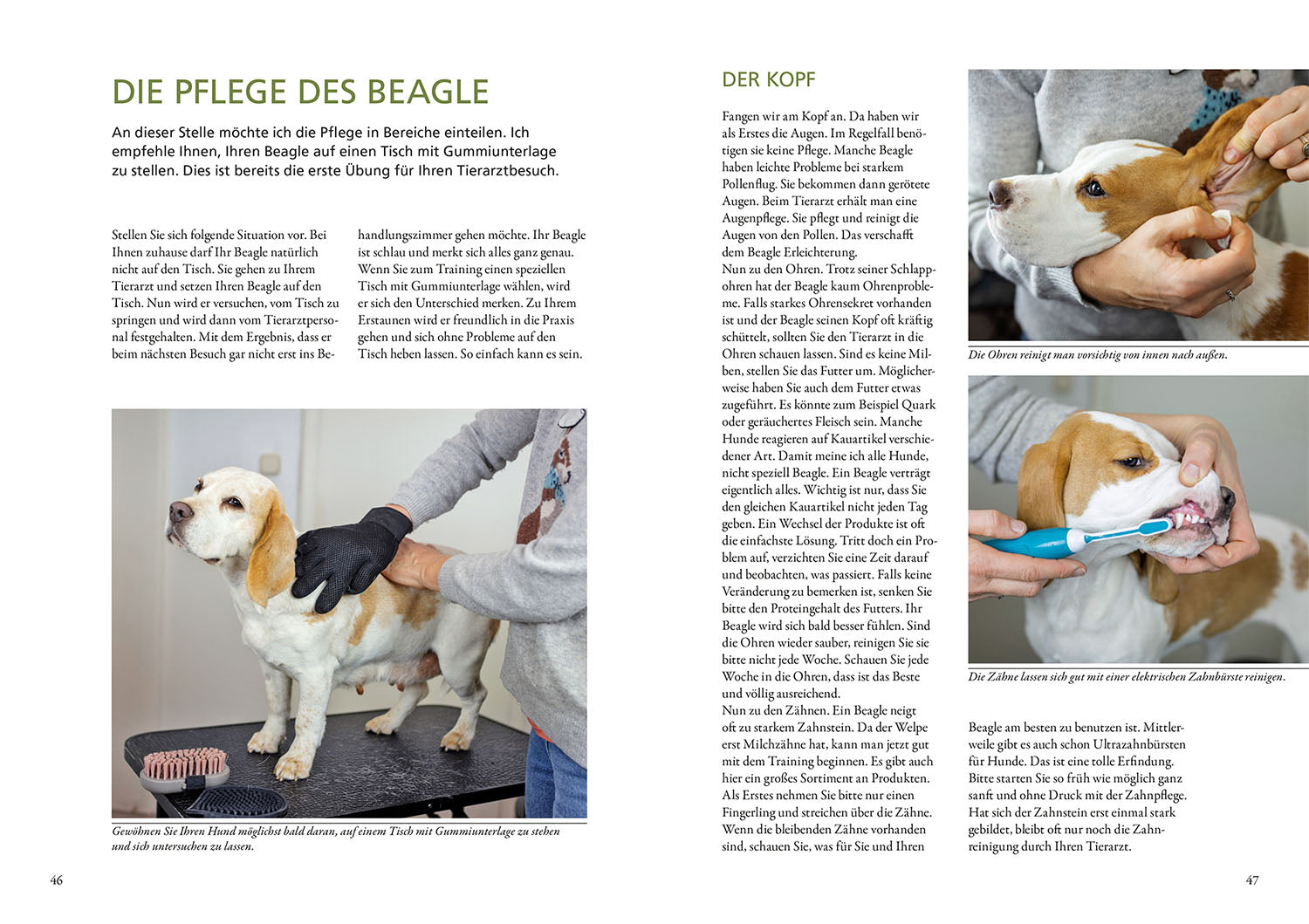 kosmos-praxiswissen-hund-beagle-hunderatgeber-haltung-erziehung image 4