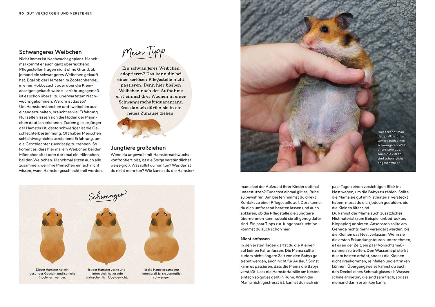 kosmos-hamster-ratgeber-haltung-gehege-ersttierhalter image 6